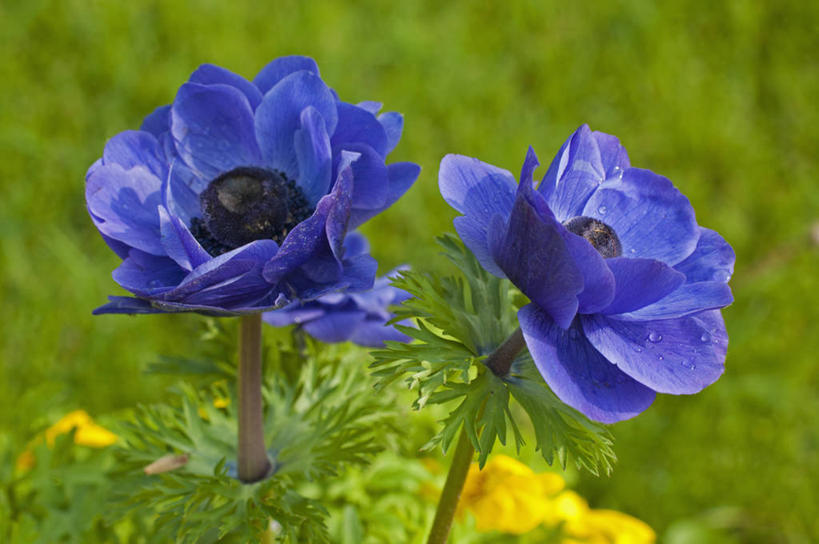 无人,横图,室外,特写,白天,美景,植物,白头翁,英国,景观,花,花瓣,蓝色,自然,景色,摄影,自然风光,彩图,对焦