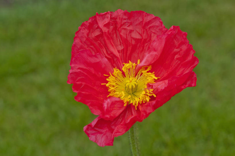 无人,横图,室外,特写,白天,留白,美景,植物,英国,盛开,景观,花蕾,花,花瓣,花朵,鲜花,一朵,红色,自然,春天,花苞,花蕊,景色,摄影,自然风光,冰岛罂粟,彩图