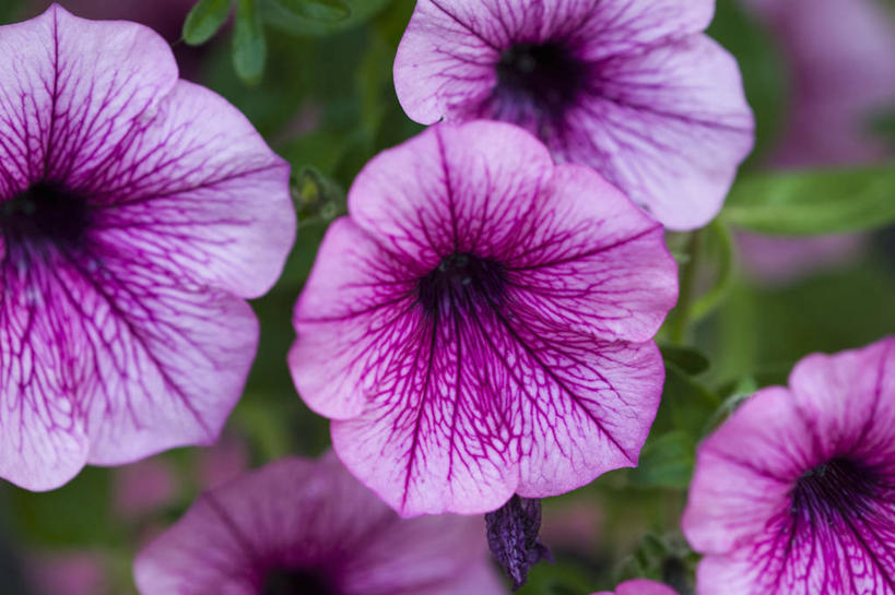 无人,横图,彩色,室外,特写,白天,美景,植物,英国,景观,床上用品,花,花瓣,粉色,自然,夏天,景色,摄影,五颜六色,色彩斑斓,自然风光,五彩缤纷,矮牵牛花,五彩斑斓,五光十色,彩图