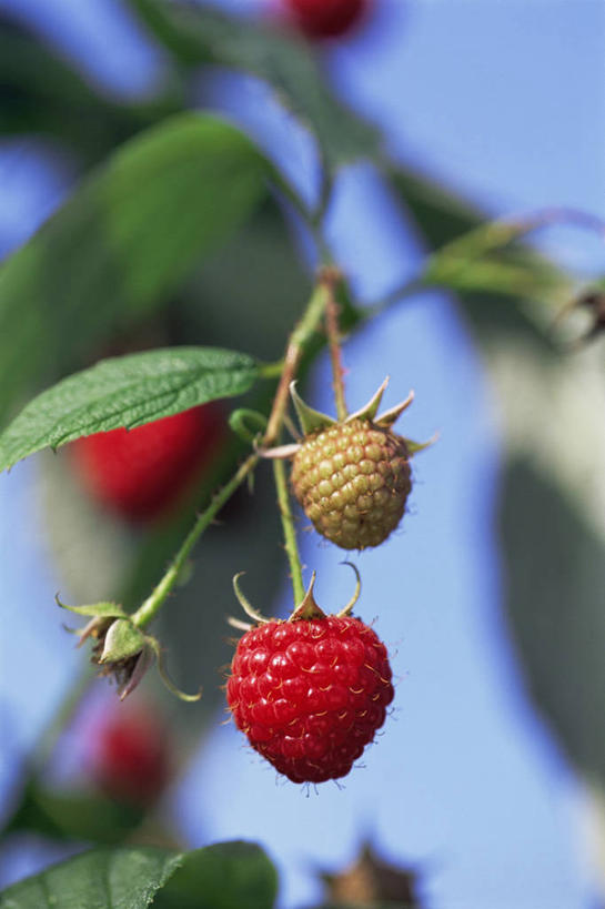 无人,竖图,室外,特写,白天,浆果,水果,食品,图像,饮食,红色,天空,自然,夏天,覆盆子,概念,季节,摄影,有机食品,焦点,清新,主题,健康食物,万里无云,构图,彩图,时空
