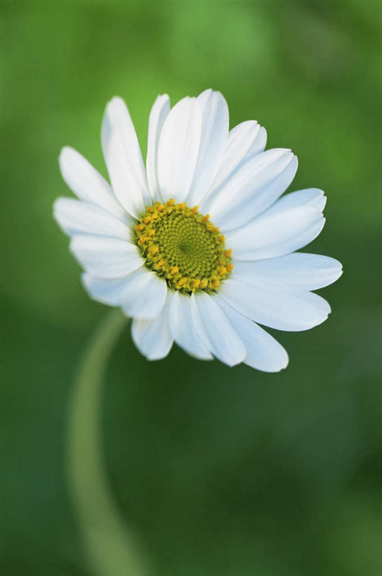 无人,竖图,室外,特写,白天,留白,美景,植物,盛开,景观,图像,花蕾,花,花瓣,花朵,鲜花,一朵,一个,白色,自然,花苞,花蕊,概念,生物,景色,摄影,甘菊,单个,草本,自然风光,主题,构图,甘菊花,彩图,时空