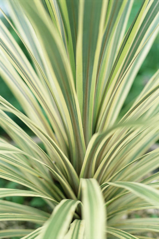 无人,竖图,室外,特写,白天,美景,棕榈树,橄榄,叶子,景观,图像,树,自然,概念,景色,摄影,生长,焦点,自然风光,主题,柔焦,常绿树,构图,式样,彩图,时空