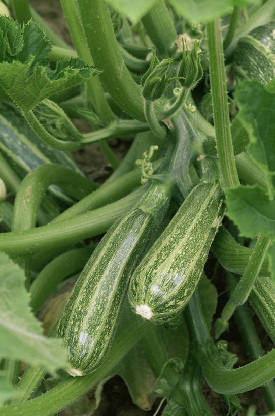 无人,竖图,室外,特写,白天,美景,蔬菜,景观,食品,西葫芦,图像,饮食,两个,绿色,自然,概念,景色,摄影,有机食品,焦点,自然风光,主题,健康食物,构图,胡瓜,彩图,时空