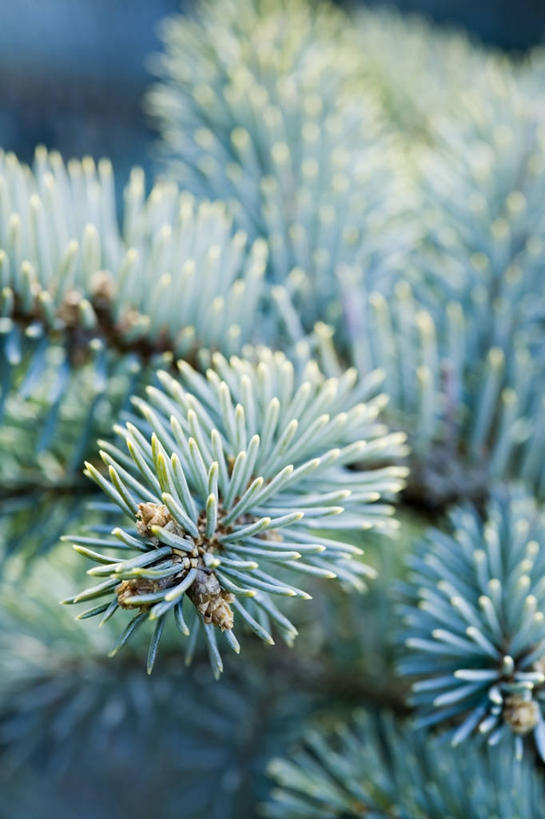 无人,竖图,室外,特写,白天,美景,景观,图像,树,蓝色,自然,概念,景色,摄影,焦点,自然风光,主题,云杉,常绿树,构图,针叶树,彩图,时空