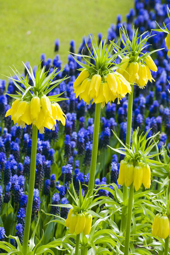 无人,竖图,室外,白天,美景,植物,百合花,花坛,景观,图像,花,黄色,自然,春天,概念,景色,季节,摄影,焦点,自然风光,主题,强瞿,构图,百合,倒仙,番韭,山丹,彩图,时空