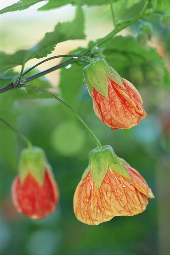 无人,竖图,室外,特写,白天,美景,植物,景观,图像,自然,夏天,概念,橙色,景色,季节,摄影,灌木,焦点,自然风光,主题,苘麻,构图,彩图,时空