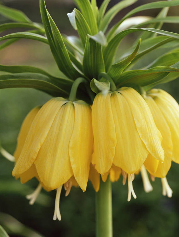 无人,竖图,室外,特写,白天,美景,植物,百合花,蝴蝶,景观,图像,花,黄色,自然,春天,概念,景色,季节,摄影,焦点,自然风光,主题,强瞿,构图,豹纹蝶,贝母,百合,倒仙,番韭,山丹,彩图,时空