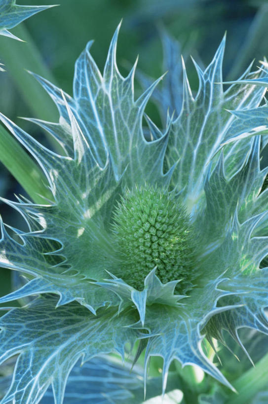 无人,竖图,室外,特写,白天,美景,植物,景观,图像,蓝色,绿色,自然,夏天,概念,生物,景色,季节,摄影,焦点,荆棘,自然风光,主题,构图,彩图,时空