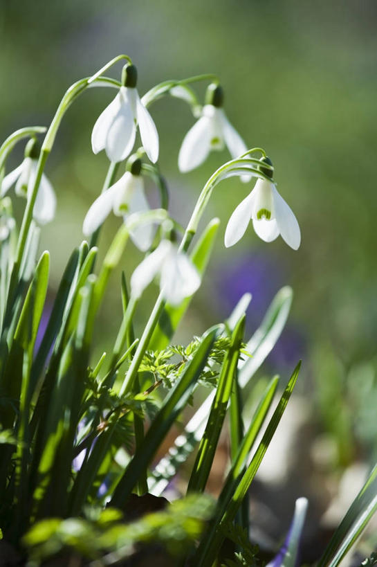 无人,竖图,室外,特写,白天,美景,日光,景观,冬天,图像,白色,自然,概念,景色,季节,摄影,自然风光,主题,柔焦,雪花莲,构图,彩图,时空,百合科