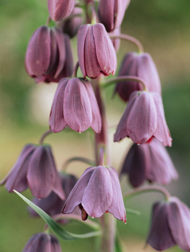 无人,竖图,室外,特写,白天,美景,植物,蝴蝶,景观,图像,黑色,自然,春天,概念,生物,景色,季节,摄影,焦点,自然风光,主题,强瞿,构图,豹纹蝶,贝母,百合,倒仙,番韭,山丹,彩图,时空
