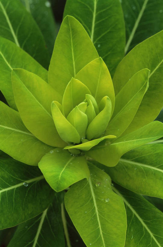 无人,竖图,室外,特写,白天,美景,植物,叶子,景观,草药,药草,图像,中药,绿色,自然,春天,概念,生物,景色,季节,摄影,生长,灌木,清新,自然风光,主题,药材,中草药,中药材,本草,马利筋,构图,彩图,全画面,全框架,全帧,时空,全画幅