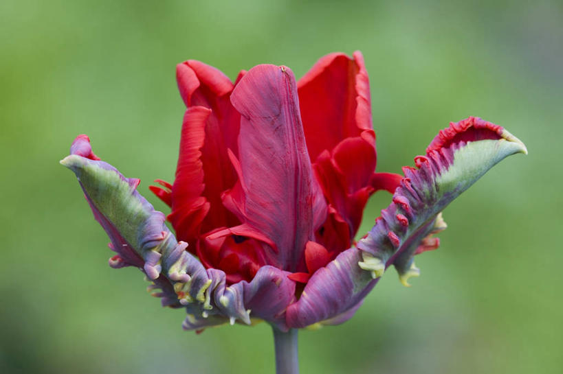 无人,横图,室外,特写,白天,美景,郁金香,盛开,景观,图像,花蕾,花,花瓣,花朵,鲜花,一朵,一个,红色,自然,春天,花苞,花蕊,概念,景色,季节,摄影,单个,焦点,鹦鹉郁金香,自然风光,主题,构图,彩图,时空,百合科