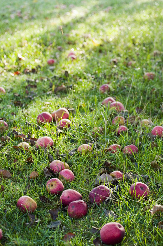 无人,竖图,室外,白天,草坪,植物,苹果,水果,许多,庭院,酒类,很多,图像,饮食,酒,草,饮料,红色,绿色,自然,生物,季节,摄影,落下,主题,柔焦,构图,苹果酒,秋天,彩图,时空