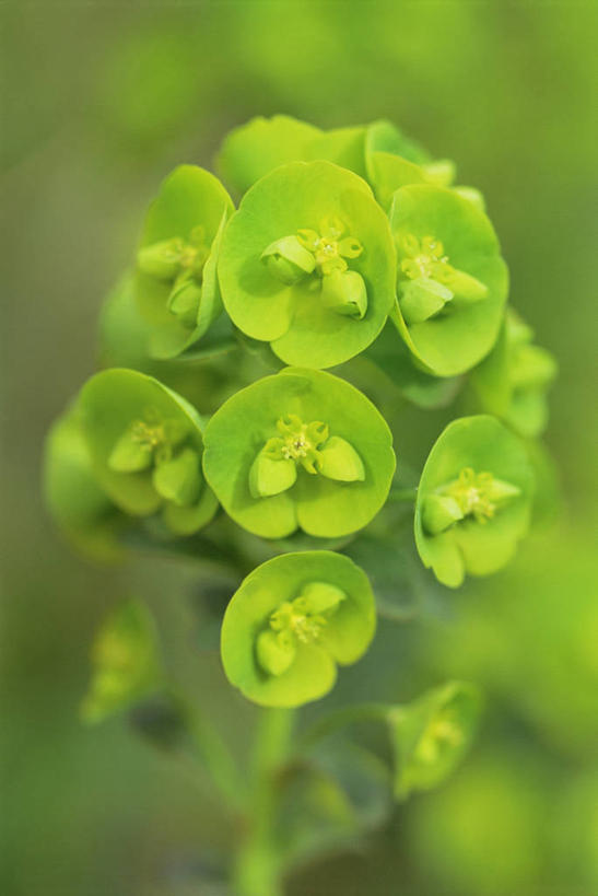 无人,竖图,室外,特写,白天,美景,植物,景观,草药,药草,图像,中药,绿色,自然,春天,概念,生物,景色,季节,摄影,灌木,焦点,清新,自然风光,主题,药材,中草药,中药材,本草,马利筋,构图,彩图,时空