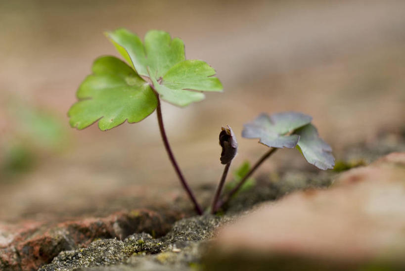 无人,横图,室外,特写,白天,美景,叶子,景观,图像,自然,春天,概念,景色,季节,摄影,生长,焦点,自然风光,主题,秧苗,耧斗菜,构图,开端,彩图,时空