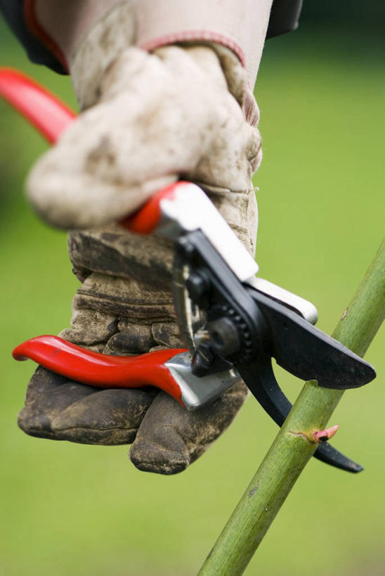手,一个人,家庭,竖图,室外,特写,白天,工作服,制服,安全,植物,园艺,防护,图像,设备,物品,手套,春天,温暖,温馨,一家人,生物,季节,人体,摄影,保护,和睦,主题,保险,防护服,切断,保全,周全,安稳,安定,防护手套,构图,工作制服,平安,休闲活动,彩图,工作套服,时空,融洽,对焦,家务劳动