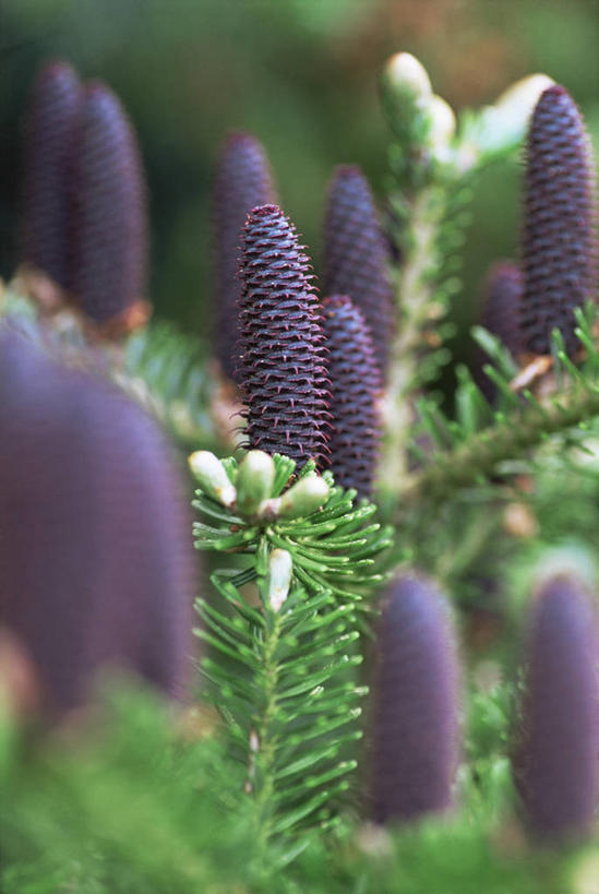 无人,竖图,室外,特写,白天,美景,植物,许多,景观,松果,种子,很多,图像,树,绿色,紫色,自然,夏天,概念,生物,景色,季节,摄影,焦点,自然风光,杉树,主题,常绿树,构图,针叶树,彩图,时空,朝鲜冷杉