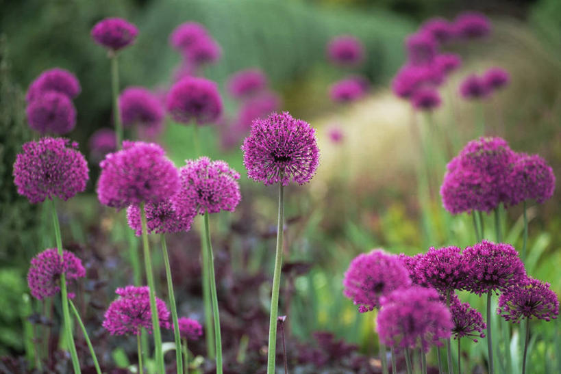 无人,横图,室外,白天,植物,许多,花坛,很多,图像,花,粉色,紫色,自然,春天,球体,季节,摄影,主题,构图,三维图形,彩图,时空,对焦,百合科