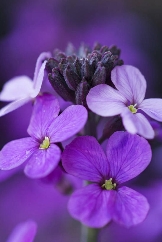 无人,竖图,室外,特写,白天,美景,植物,景观,图像,花蕾,紫色,自然,春天,概念,生物,景色,季节,摄影,焦点,自然风光,主题,构图,害羞,彩图,时空