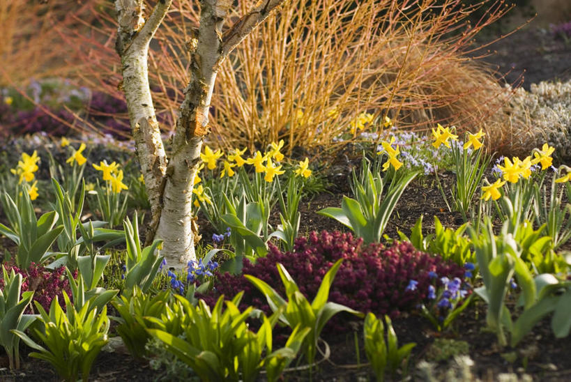无人,横图,室外,白天,植物,水仙花,图像,自然,生物,摄影,白桦,主题,落叶树,构图,彩图,时空,百合科
