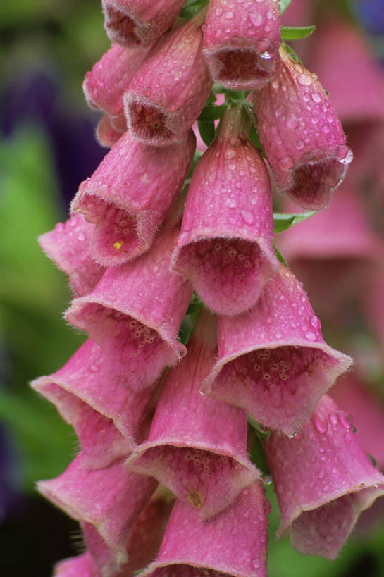 无人,竖图,室外,特写,白天,美景,植物,许多,景观,很多,图像,粉色,自然,夏天,概念,生物,景色,季节,摄影,焦点,毛地黄,自然风光,主题,构图,彩图,时空