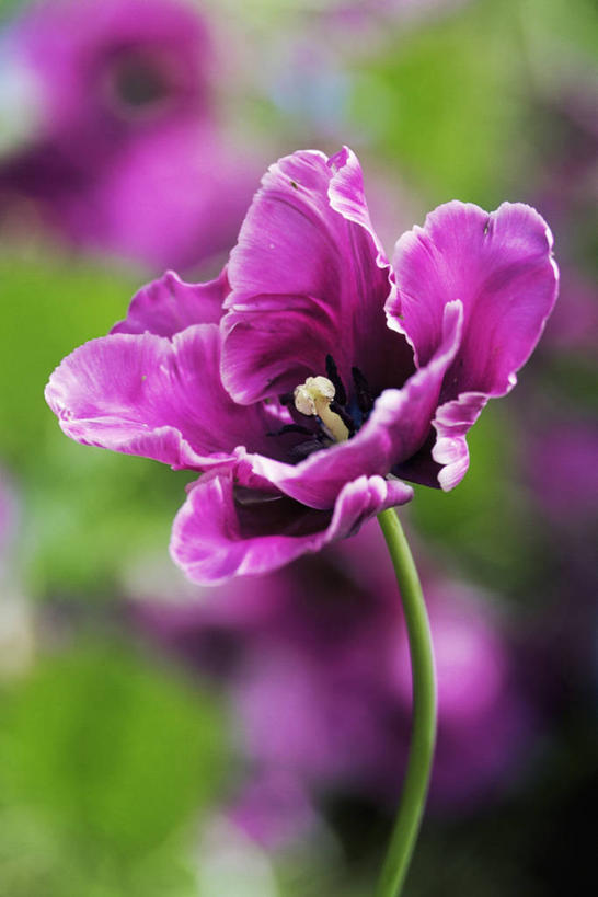 无人,竖图,彩色,室外,特写,白天,美景,植物,郁金香,盛开,景观,图像,花蕾,花,花瓣,花朵,鲜花,一朵,一个,粉色,自然,春天,花苞,花蕊,概念,生物,景色,季节,摄影,单个,五颜六色,色彩斑斓,焦点,鹦鹉郁金香,自然风光,主题,五彩缤纷,五彩斑斓,构图,五光十色,彩图,时空,百合科