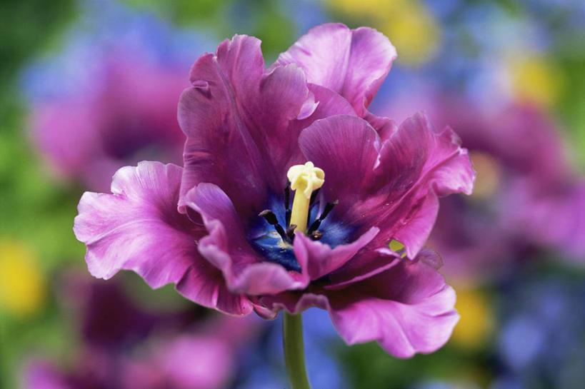 无人,横图,室外,特写,白天,美景,植物,郁金香,盛开,景观,图像,花蕾,花,花瓣,花朵,鲜花,一朵,一个,粉色,自然,春天,花苞,花蕊,概念,生物,景色,季节,摄影,单个,焦点,鹦鹉郁金香,自然风光,主题,构图,彩图,时空,百合科