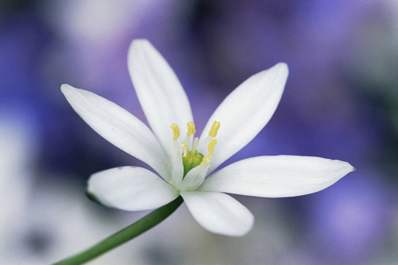 无人,横图,室外,特写,白天,美景,雪,植物,景观,雪花,图像,自然,春天,概念,生物,景色,季节,摄影,自然风光,主题,构图,七瓣莲,彩图,时空