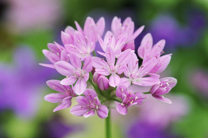 无人,横图,室外,特写,白天,美景,植物,盛开,景观,图像,花蕾,花,花瓣,花朵,鲜花,一朵,一个,粉色,自然,春天,花苞,花蕊,概念,生物,景色,季节,摄影,单个,脆弱,焦点,自然风光,主题,构图,彩图,洋葱花,时空