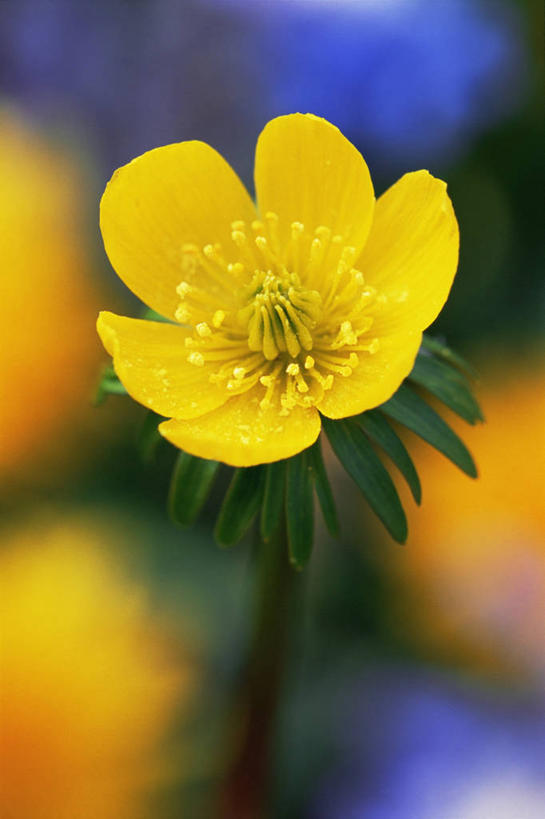 无人,竖图,室外,特写,白天,美景,植物,盛开,景观,冬天,图像,花蕾,花,花瓣,花朵,鲜花,一朵,一个,黄色,自然,花苞,花蕊,概念,生物,景色,季节,摄影,单个,焦点,自然风光,主题,构图,冬乌头,彩图,时空