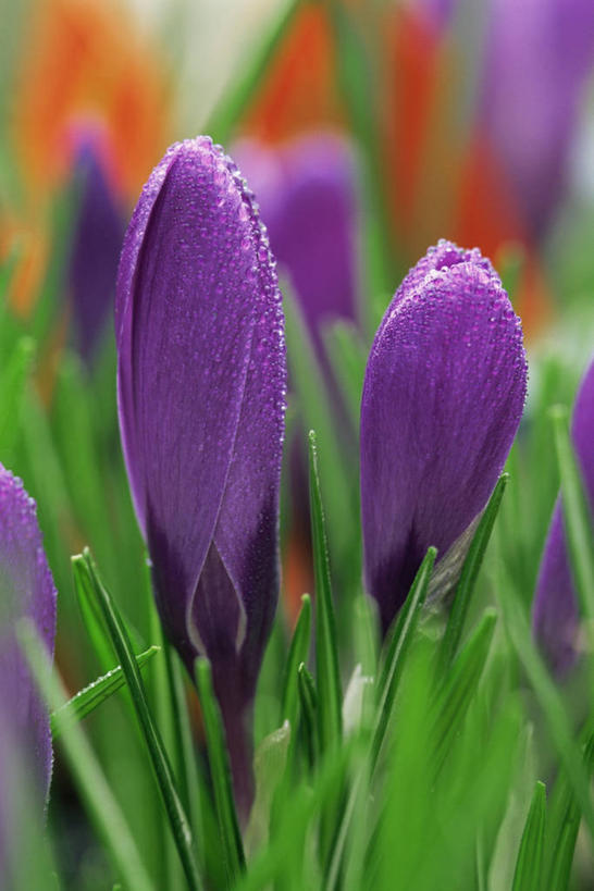 无人,竖图,室外,特写,白天,爱情,快乐,友谊,美景,植物,景观,鸢尾花,图像,藏红花,两个,紫色,自然,春天,概念,生物,景色,季节,摄影,保护,番红花,焦点,鸢尾,自然风光,主题,西红花,紫蝴蝶,蓝蝴蝶,扁竹花,构图,彩图,爱丽丝,爱丽丝花,时空