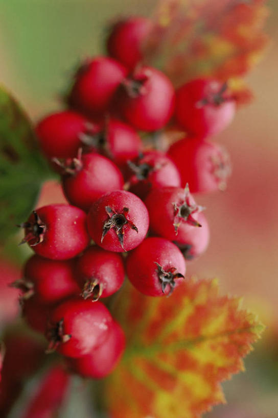 无人,竖图,室外,特写,白天,美景,植物,浆果,水果,许多,景观,食品,种子,很多,图像,饮食,树,红色,自然,概念,山楂树,生物,景色,季节,摄影,灌木,焦点,自然风光,主题,落叶树,构图,秋天,彩图,时空