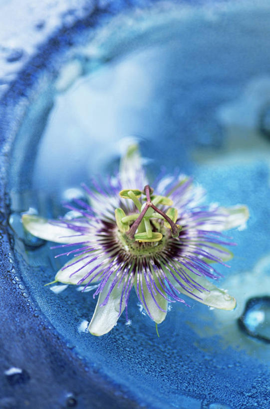 无人,攀登,竖图,室外,特写,白天,美景,植物,水果,新鲜,盛开,景观,生食,食品,果实,图像,花蕾,花,花瓣,花朵,鲜花,食物,一朵,一个,蓝色,自然,百香果,花苞,花蕊,概念,西番莲,生物,景色,摄影,有机食品,绿色食品,单个,焦点,自然风光,主题,户外活动,鸡蛋果,受难果,巴西果,构图,彩图,时空