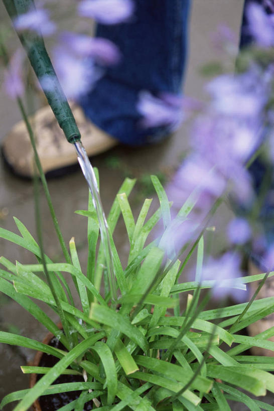 成年人,一个人,竖图,室外,特写,白天,植物,百合花,仅一个男性,园艺,图像,浇水,自然,生物,摄影,非洲百合,主题,构图,男人,中年男性,休闲活动,彩图,时空,对焦,多年生植物
