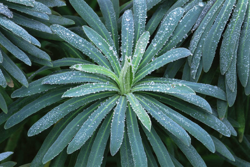 无人,横图,室外,特写,白天,美景,植物,叶子,许多,景观,冬天,草药,药草,很多,图像,中药,绿色,自然,概念,景色,季节,摄影,灌木,自然风光,主题,药材,中草药,中药材,本草,马利筋,构图,彩图,全画面,全框架,全帧,时空,全画幅