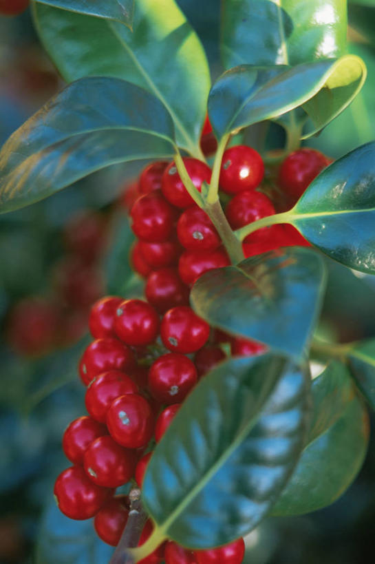 无人,竖图,室外,白天,美景,植物,浆果,水果,圣诞节,许多,景观,食品,种子,很多,图像,饮食,冬青树,树,红色,自然,概念,景色,摄影,灌木,焦点,自然风光,主题,常绿树,构图,彩图,时空,法定假日