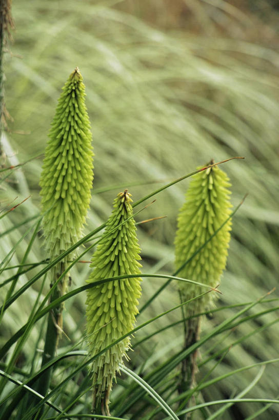 无人,竖图,室外,白天,热情,美景,植物,景观,图像,三个,黄色,自然,概念,生物,景色,摄影,焦点,自然风光,主题,思念,构图,火把莲,火炬百合,火炬花,彩图,剑叶兰,时空,百合科