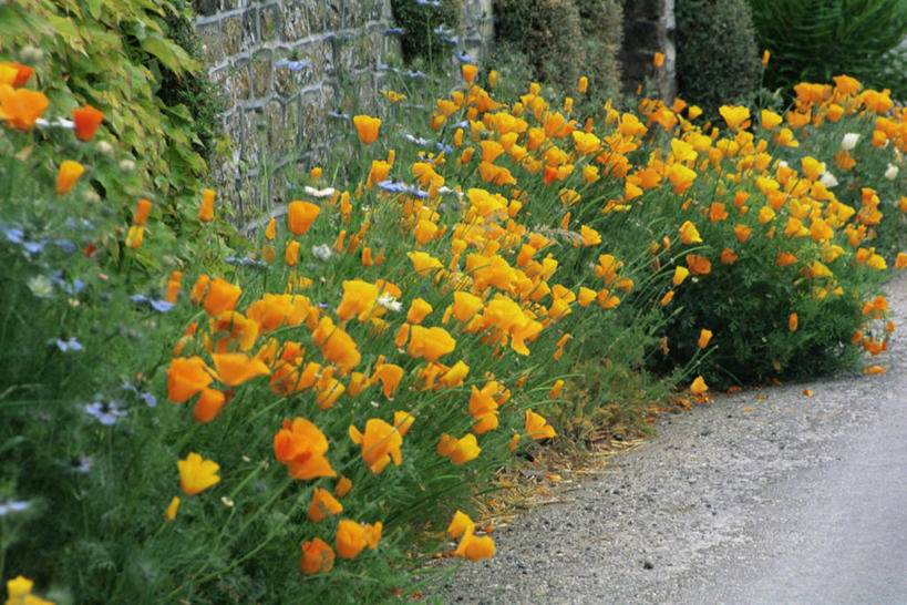 无人,横图,室外,白天,植物,罂粟,许多,丰富,草药,很多,图像,中药,自然,夏天,概念,橙色,季节,摄影,毒品,主题,药材,中草药,中药材,本草,止痛,镇静,安眠,构图,金罂粟,罂粟花,米囊花,彩图,时空