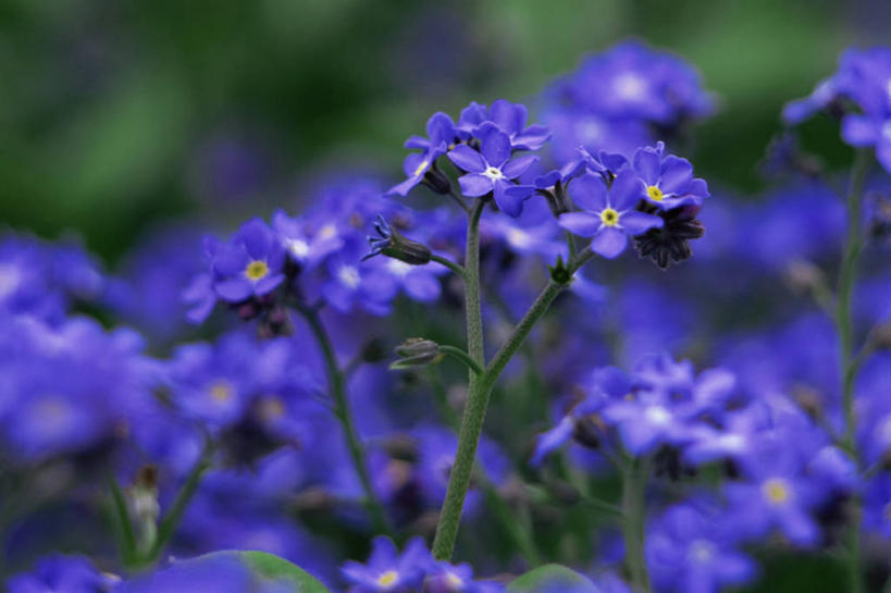 无人,横图,室外,特写,白天,美景,勿忘我,花坛,景观,图像,紫色,自然,春天,概念,景色,季节,摄影,焦点,自然风光,主题,构图,彩图,时空,二年生植物