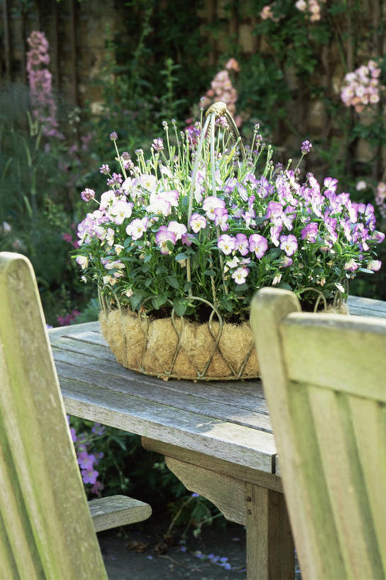 无人,竖图,室外,白天,紫罗兰,装饰,庭院,地面,图像,自然,夏天,季节,摄影,主题,三色紫罗兰,构图,彩图,时空