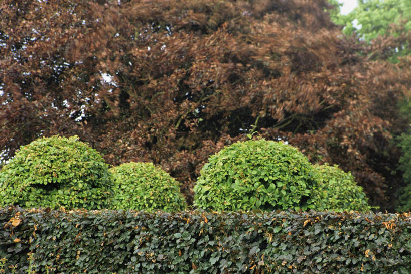 无人,横图,室外,白天,植物,形状,图像,球,自然,球体,摄影,灌木,边界,体育器械,主题,曲别针,构图,三维图形,树篱,几何形状,彩图,时空