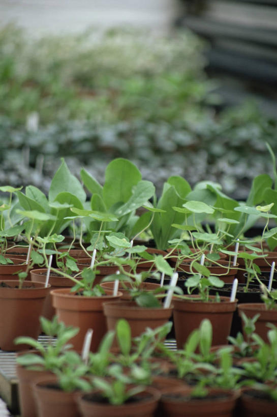 室外,白天,植物,许多,园艺,很多,图像,绿色,自然,概念,生物,摄影,生长,焦点,清新,主题,构图,开端,时空