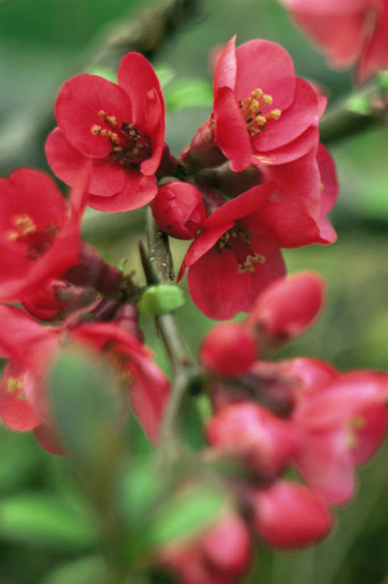 无人,竖图,室外,特写,白天,美景,植物,木瓜,景观,图像,花,红色,自然,春天,概念,景色,季节,摄影,焦点,自然风光,主题,构图,彩图,时空