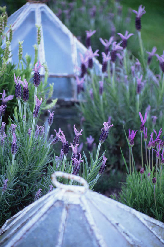 无人,竖图,室外,特写,白天,植物,园艺,图像,温室,自然,夏天,生物,季节,摄影,主题,构图,彩图,时空,对焦