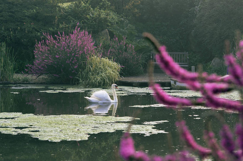 无人,横图,室外,白天,湖,美景,植物,野生动物,天鹅,景观,浪漫,图像,树,自然,夏天,概念,景色,季节,摄影,灌木,宁静,焦点,自然风光,主题,构图,珍珠菜,死水,彩图,时空