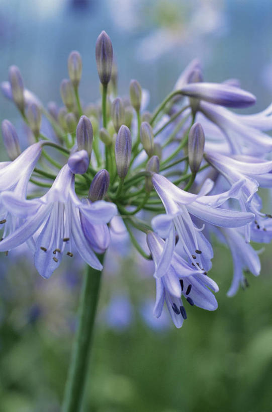 无人,竖图,室外,特写,白天,美景,植物,百合花,景观,茎,图像,紫色,自然,夏天,概念,生物,景色,季节,摄影,非洲百合,焦点,自然风光,主题,构图,彩图,时空