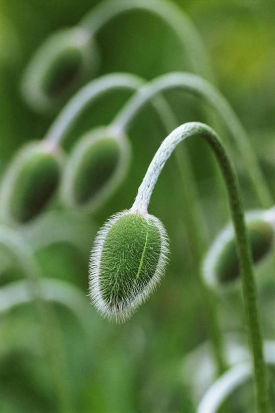 无人,竖图,室外,特写,白天,美景,开,景观,图像,花蕾,绿色,自然,概念,景色,摄影,生长,焦点,自然风光,主题,发展,肌理,构图,开端,彩图,时空