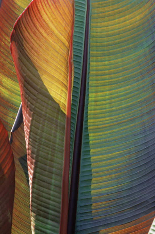 无人,竖图,室外,特写,白天,美景,叶子,景观,图像,绿色,自然,概念,金色,景色,季节,摄影,香蕉叶,自然风光,主题,肌理,构图,式样,秋天,彩图,全画面,全框架,全帧,时空,全画幅