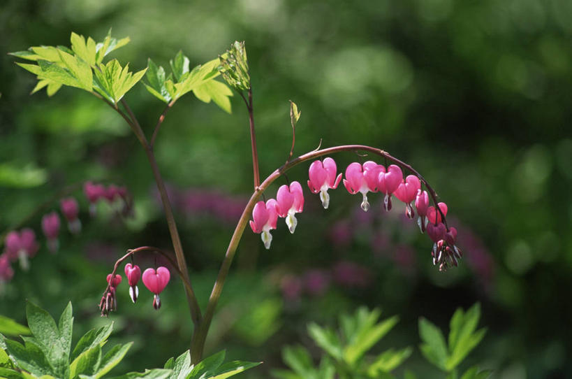无人,横图,室外,特写,白天,美景,景观,图像,自然,夏天,概念,景色,季节,摄影,自然风光,主题,荷包牡丹,构图,彩图,时空