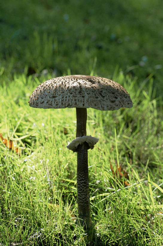 无人,竖图,室外,特写,白天,植物,野生动物,昆虫,图像,一个,绿色,自然,动物,橙色,摄影,生长,单个,成长,主题,益虫,构图,茅膏菜,彩图,时空,对焦